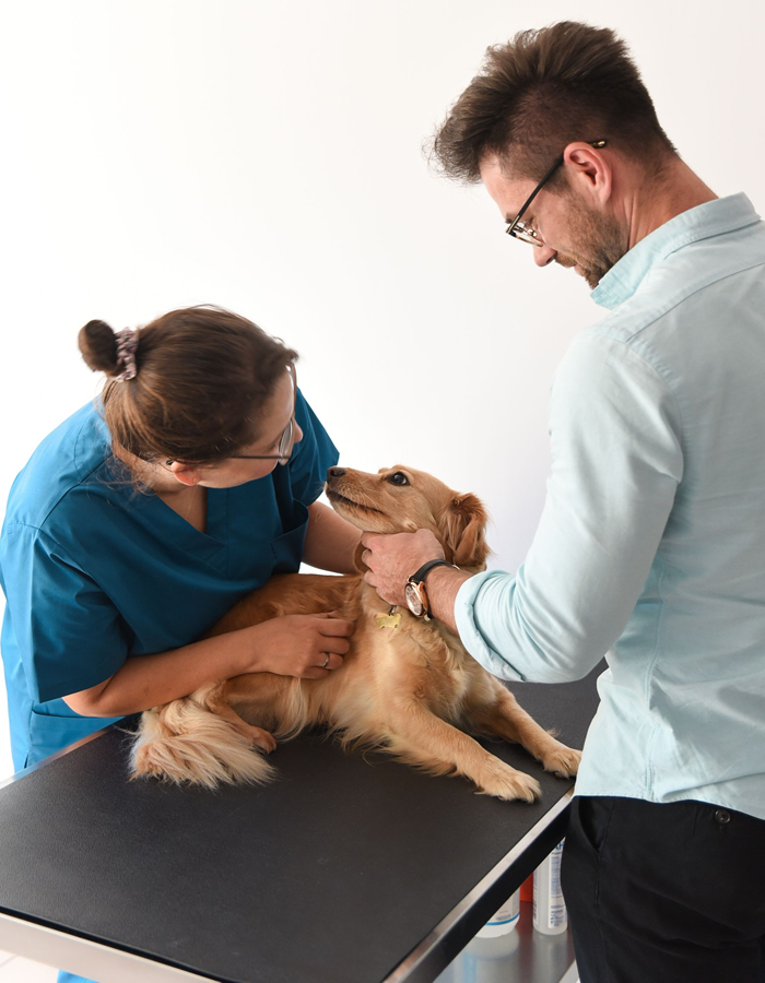 Vet Derm - oferta weterynarz