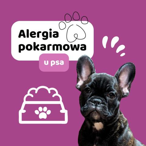 Alergia pokarmowa u psa - jak ją rozpoznać i leczyć ?