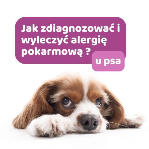 Jak diagnozujemy alergię pokarmową u psa ? Dieta eliminacyjna ,czy testy na alergię pokarmową ?